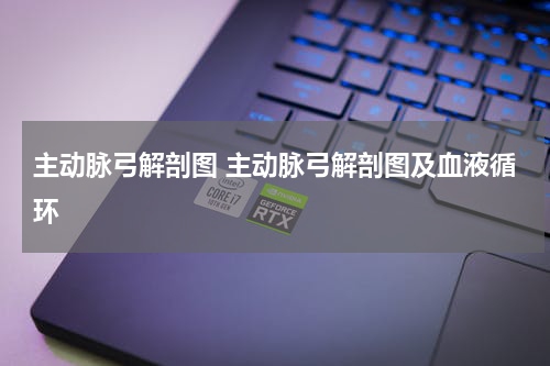 主动脉弓解剖图 主动脉弓解剖图及血液循环