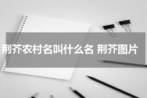 荆芥农村名叫什么名 荆芥图片