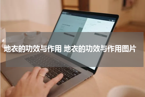 地衣的功效与作用 地衣的功效与作用图片