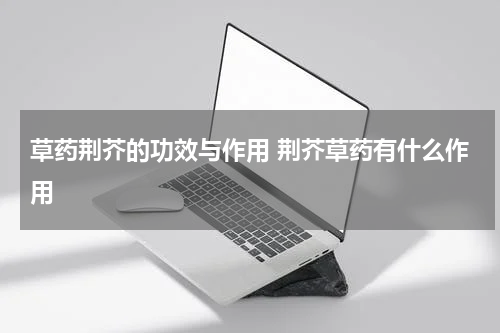 草药荆芥的功效与作用 荆芥草药有什么作用