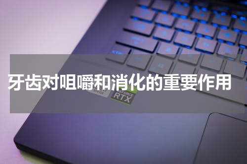  牙齿对咀嚼和消化的重要作用