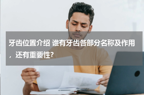 牙齿位置介绍 谁有牙齿各部分名称及作用，还有重要性？